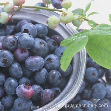 Jus produksi jus terkonsentrasi yang disesuaikan untuk blueberry
